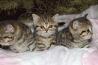 Лот: 4577551. Фото: 2. Британские пятнистые котята с... Животные и уход