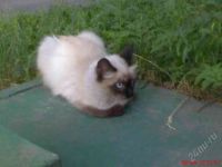 Лот: 1977067. Фото: 3. Балинезийская кошка, сиамка по... Растения и животные