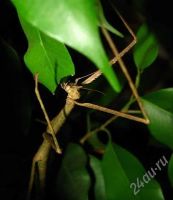 Лот: 6954327. Фото: 2. Палочники. Растения и животные