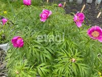 Лот: 20278052. Фото: 10. Продам 1-этажн. дачу 30 кв.м...