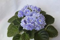 Лот: 4533457. Фото: 2. Фиалки махровые 3 детки-одним... Комнатные растения и уход