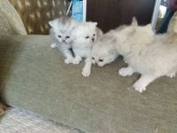 Лот: 15209873. Фото: 2. британские котята. Животные и уход