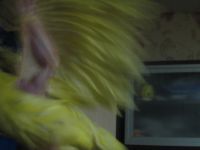 Лот: 4989630. Фото: 3. Корелла с рубля. Растения и животные