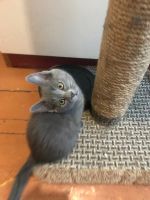 Лот: 15306905. Фото: 7. Котёнок 3 месяца (девочка)