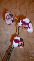 Лот: 5710298. Фото: 7. Орхидея фаленопсис F57(отцвела...
