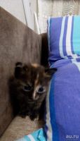 Лот: 10766752. Фото: 2. Отдам котят родились 18.11.17. Животные и уход
