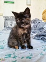 Лот: 7464713. Фото: 2. Трехцветная "черепашка" на счастье... Животные и уход