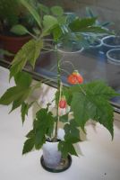 Лот: 4447828. Фото: 3. Абутилон Селло 8. Растения и животные