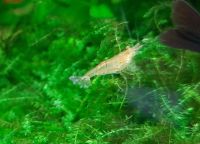 Лот: 12650745. Фото: 3. Креветка неокаридина. Растения и животные