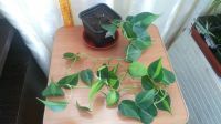 Лот: 13967708. Фото: 2. филодендрон scandens mediopicta. Комнатные растения и уход