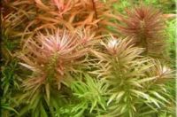Лот: 6913072. Фото: 2. Лимнофила ароматика (Limnophila... Аквариумистика