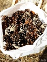 Лот: 13453707. Фото: 2. Шишки. Ручная работа