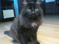 Лот: 6736421. Фото: 3. Кот Красавец (7 мес. Кастрирован... Растения и животные