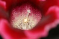 Лот: 3123502. Фото: 2. Глоксиния 7. Комнатные растения и уход