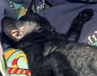 Лот: 2654599. Фото: 3. Котики Донского сфинкса. Растения и животные