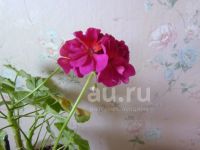 Лот: 23337923. Фото: 2. Растение комнатное Герань малиновая. Комнатные растения и уход