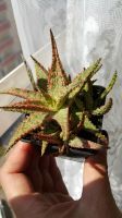 Лот: 11593649. Фото: 3. Алоэ суккулент (aloe hybrid 1). Растения и животные