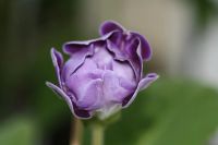 Лот: 3054275. Фото: 4. Глоксиния 17 (цветёт). Красноярск