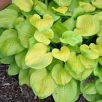 Лот: 25440123. Фото: 2. Хоста Ванилла Крем (hosta Vanilla... Семена, рассада, садовые растения