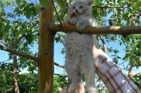 Лот: 2952871. Фото: 3. Шотландская кошечка!. Растения и животные