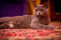 Лот: 2487926. Фото: 2. шотландские котята. Животные и уход