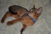 Лот: 13387695. Фото: 3. Котенок Чаузи Ф2. Растения и животные