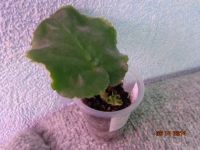 Лот: 4500478. Фото: 2. Фиалка Букет невесты - лист с... Комнатные растения и уход