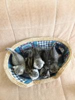 Лот: 12092212. Фото: 3. Шотландские плюшевые котята, вислоушки... Растения и животные