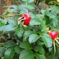Лот: 13452639. Фото: 3. шиповник. Для дачи, дома, огорода, бани, парка