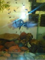 Лот: 6749375. Фото: 5. Молодь седжики 5шт