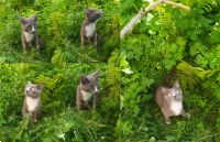 Лот: 20755526. Фото: 7. Кошка Роза, серый окрас (как у...