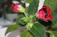 Лот: 4120135. Фото: 6. Глоксиния (цветущее растение!)