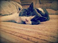 Лот: 5752742. Фото: 4. Кота в добрые руки!. Красноярск