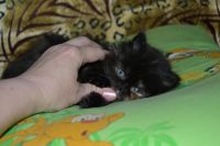 Лот: 4107549. Фото: 4. Персидский котёнок. Красноярск