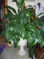 Лот: 8061690. Фото: 2. Спатифиллум. Комнатные растения и уход