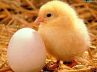 Лот: 6235386. Фото: 4. Цыпленок-бройлер охлажденный из...