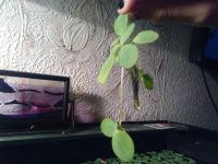 Лот: 6796880. Фото: 3. Пистия. Растения и животные