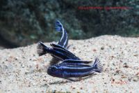 Лот: 16202657. Фото: 4. Меланохромис майнгано ( Melanochromis... Красноярск