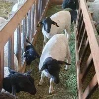 Лот: 16038556. Фото: 3. Племенные овцы Дорпер (Скот из... Растения и животные