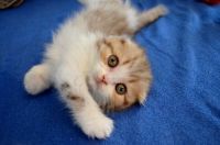 Лот: 7332521. Фото: 3. Девочка вислоухая очаровашка). Растения и животные