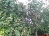 Лот: 2012433. Фото: 3. 10 литровое ведро вкусных ранеток... Красноярск