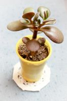 Лот: 5067107. Фото: 2. Денежное дерево. Толстянка, крассула... Комнатные растения и уход