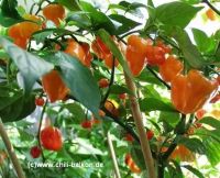 Лот: 2639613. Фото: 2. Семена очень острого перца Habanero... Семена, рассада, садовые растения