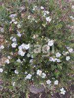 Лот: 25292122. Фото: 20. 3-комн. дача , загородный посёлок...
