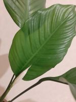 Лот: 20089824. Фото: 2. Спатифиллум (женское счастье... Комнатные растения и уход