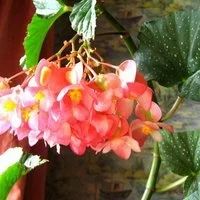 Лот: 9541219. Фото: 2. Бегония Коралловая, сейчас не... Комнатные растения и уход