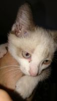 Лот: 6295402. Фото: 2. Отдам котенка. Животные и уход