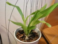 Лот: 1409153. Фото: 2. Oncidium Hybride 'Peter Komp'. Комнатные растения и уход