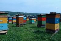 Лот: 1327778. Фото: 2. Сибирский летний мёд 2020 года... Продукты