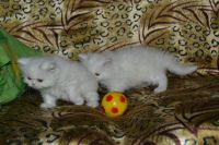 Лот: 4107480. Фото: 9. котёнок персидский белый.